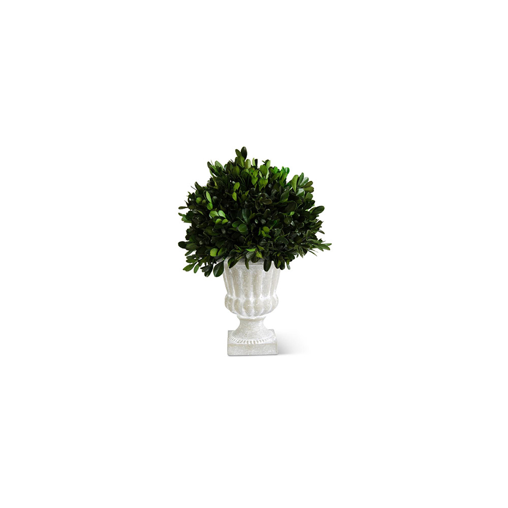 Boxwood in Graywash Urn S/2