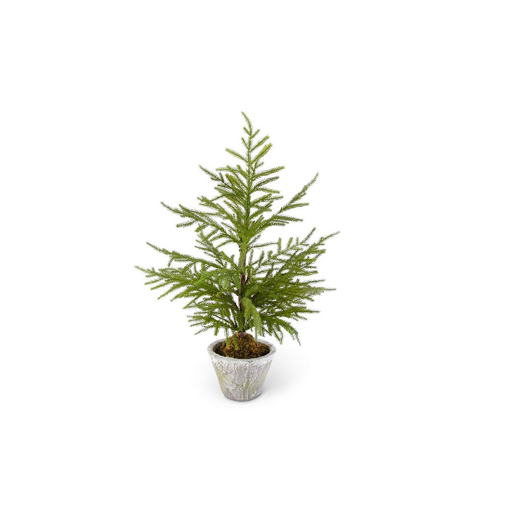 Norfolk Pine Tree in Gray Pot