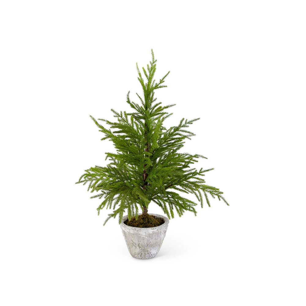 Norfolk Pine Tree in Gray Pot