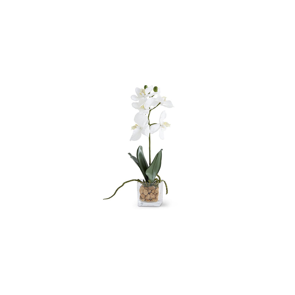 White Orchid in Square Glass Dish