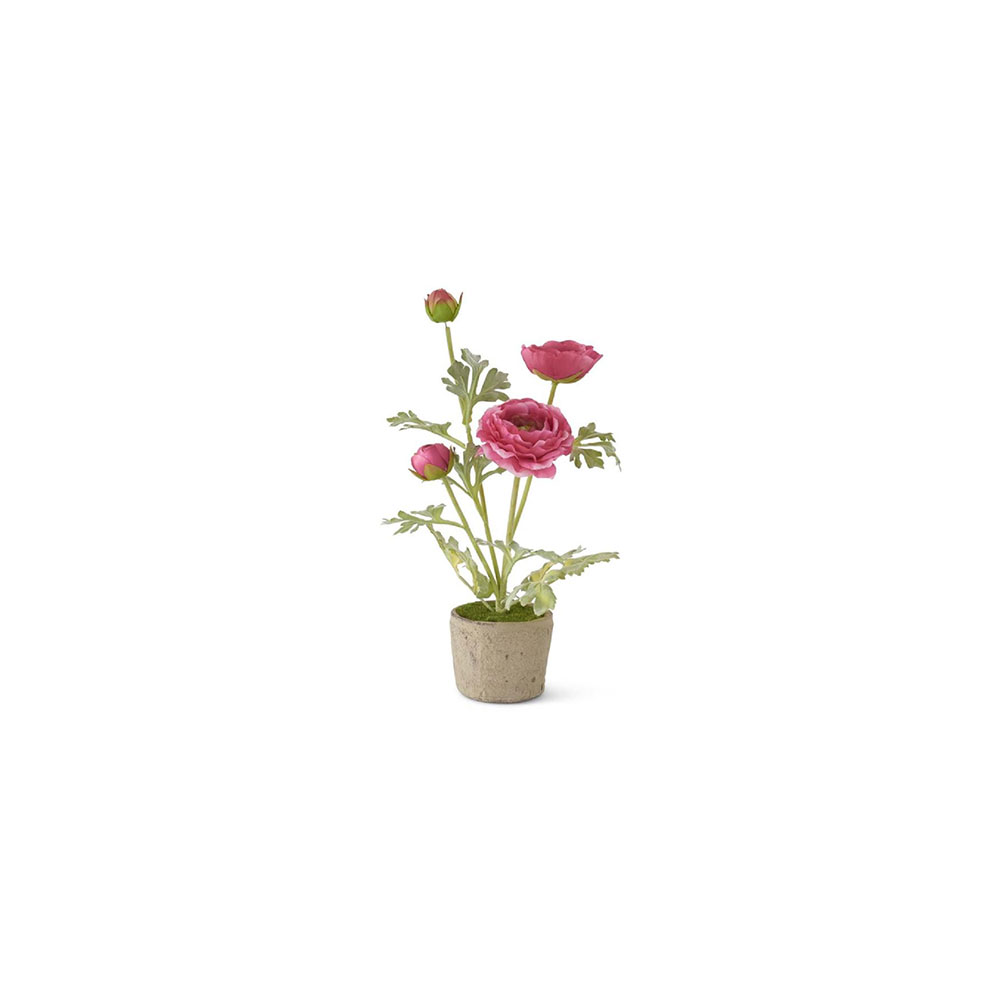 Pink Ranunculus in Clay Pot