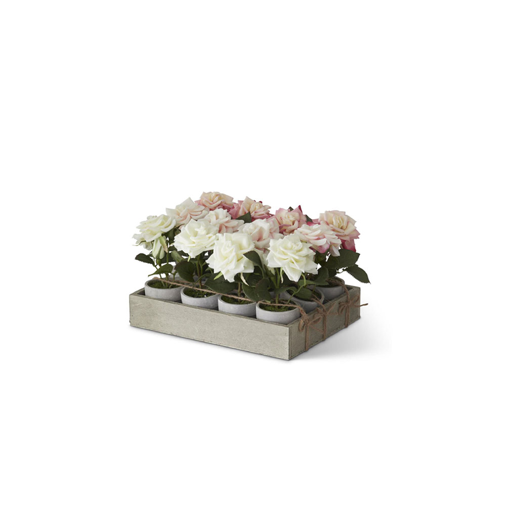 Pink & White Roses Potted