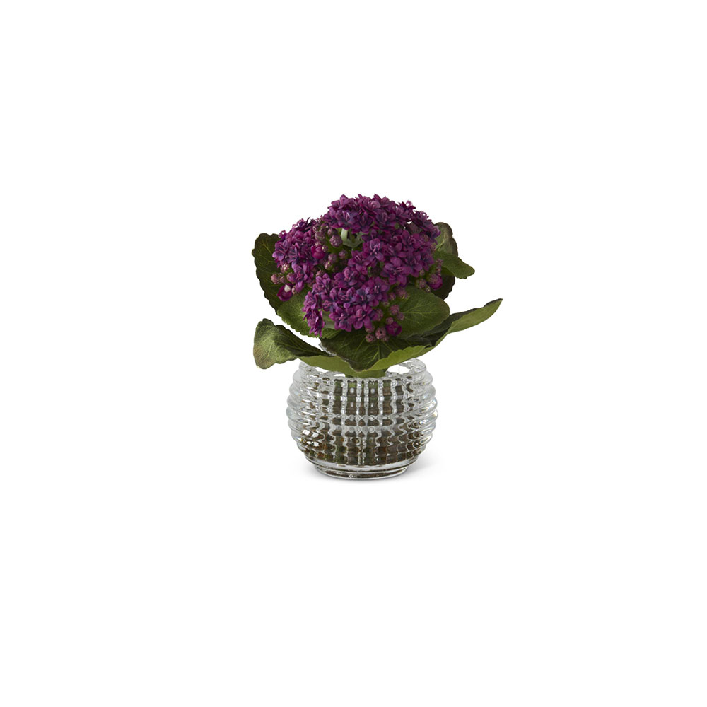 Kalanchoe Premade