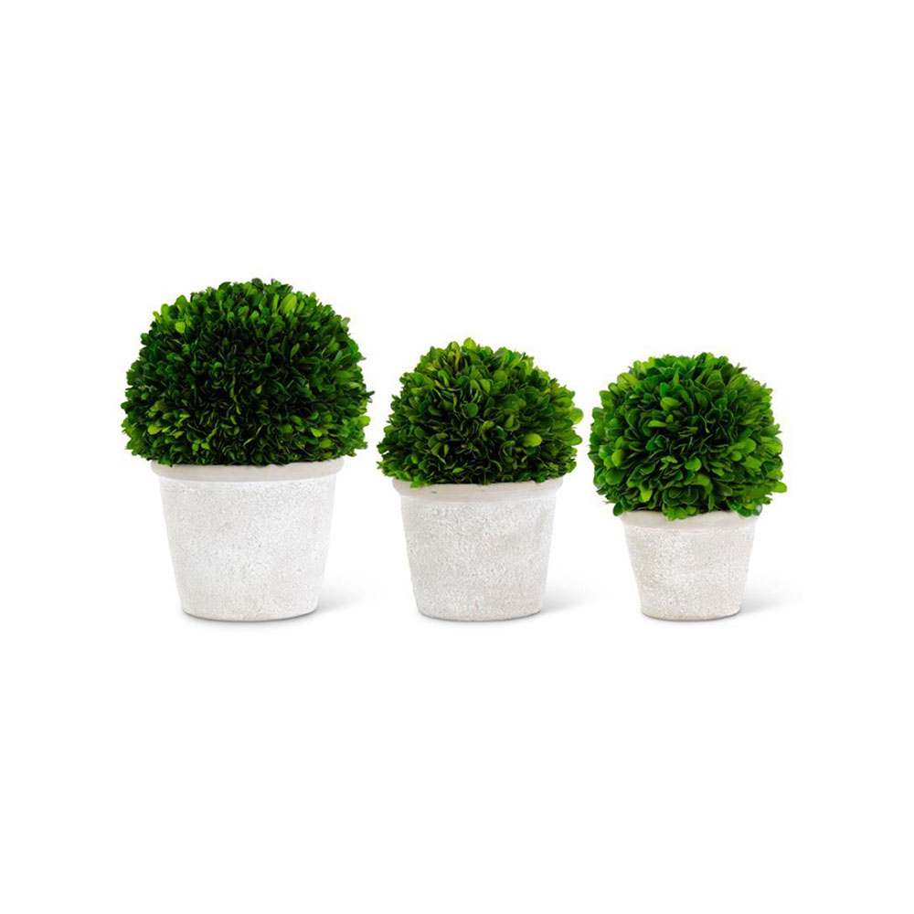 Boxwood Balls S3